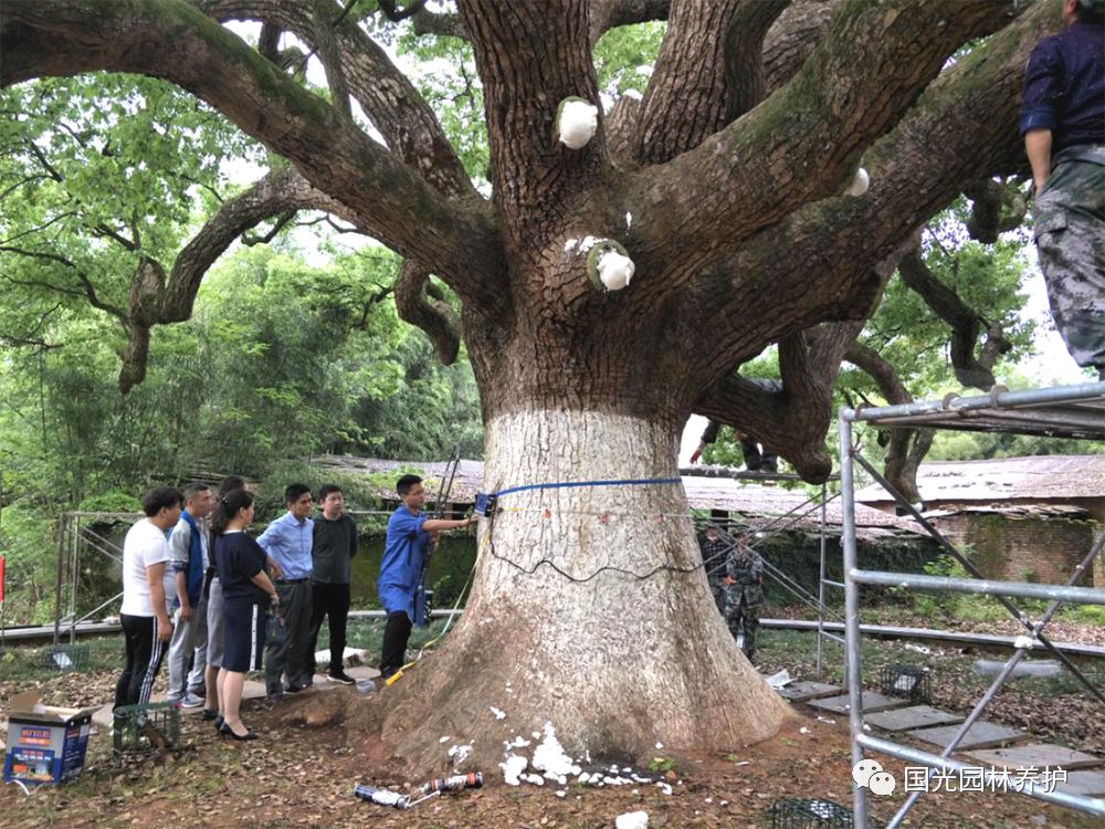 景德镇千年古树及介绍