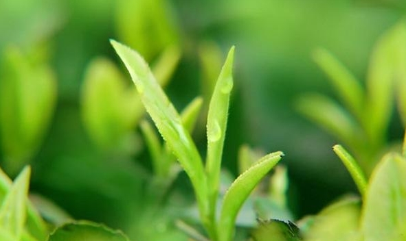 白茶是用哪种茶树种植