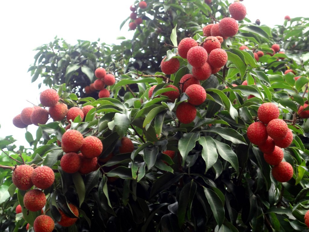 白茶花油和茶油区别、功效、作用及禁忌