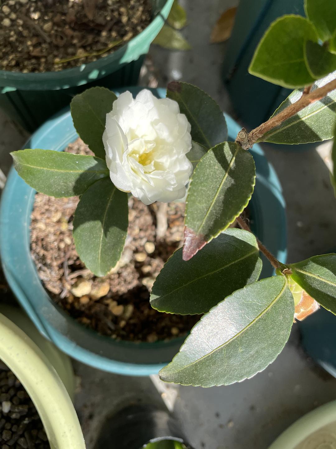 白茶花油有混浊物正常吗