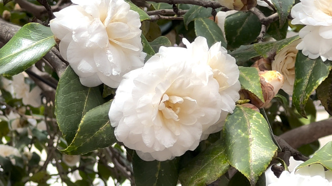 白茶花油有混浊物正常吗