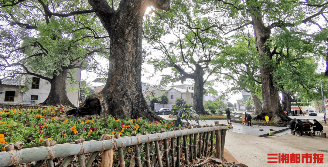 州市古树及古树苑公园详细地址及名木保护条例