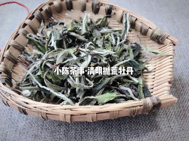 白茶银针功效新茶与老茶的区别及特点、冲泡方法