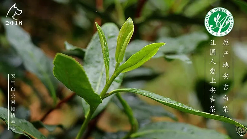 安吉白茶生长过程