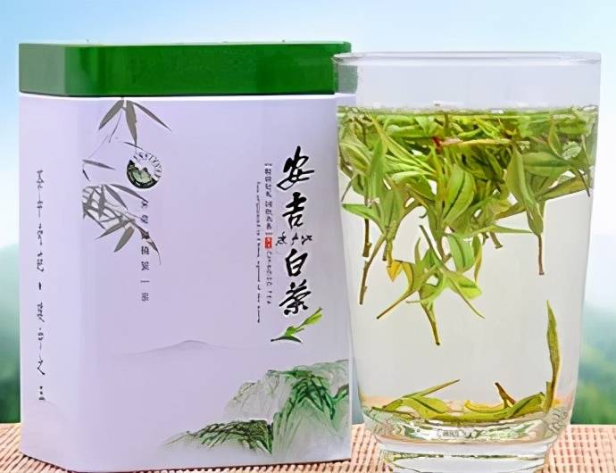 安吉白茶从种植到产茶要几年才能成熟