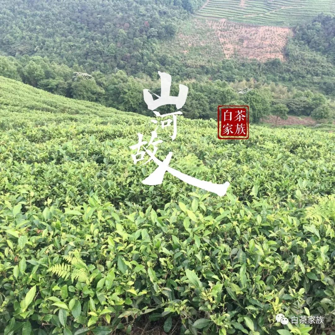 福鼎白茶秋露白是什么茶叶