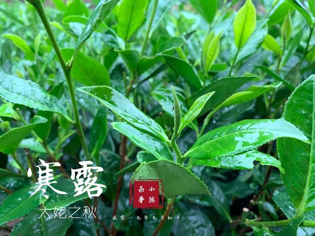 福鼎白茶白露和寒露的区别及哪种更好