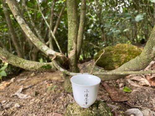 防城港古树白茶渠道招商