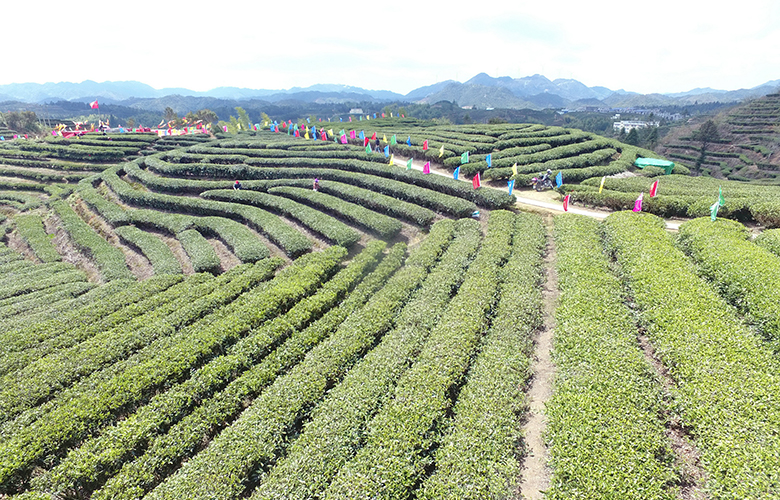 福建磻溪无量山古树白茶