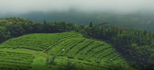 福建磻溪无量山古树白茶