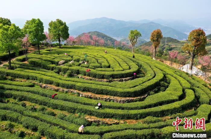 福建磻溪无量山古树白茶