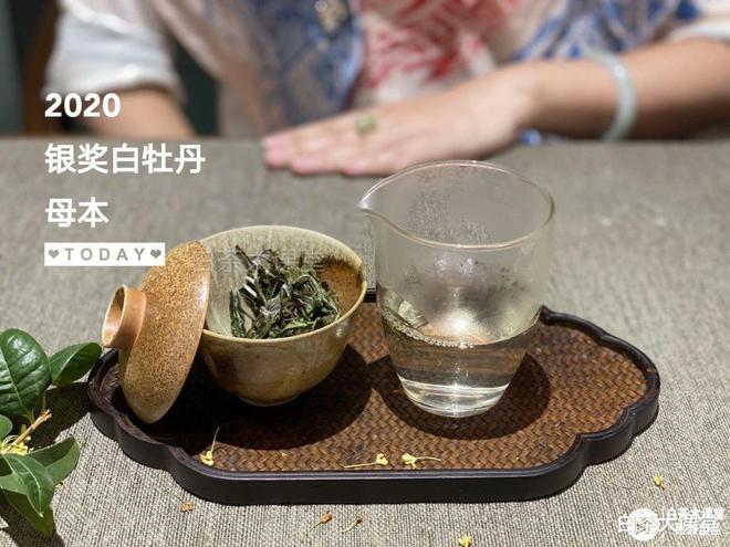 安吉白茶茶树新品种价格