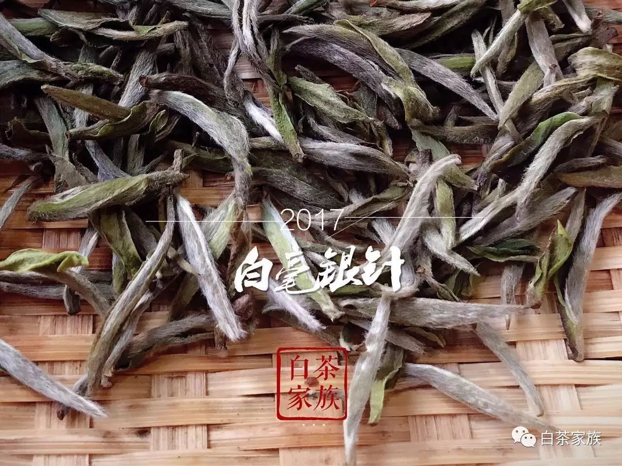 福鼎白茶多少度水泡