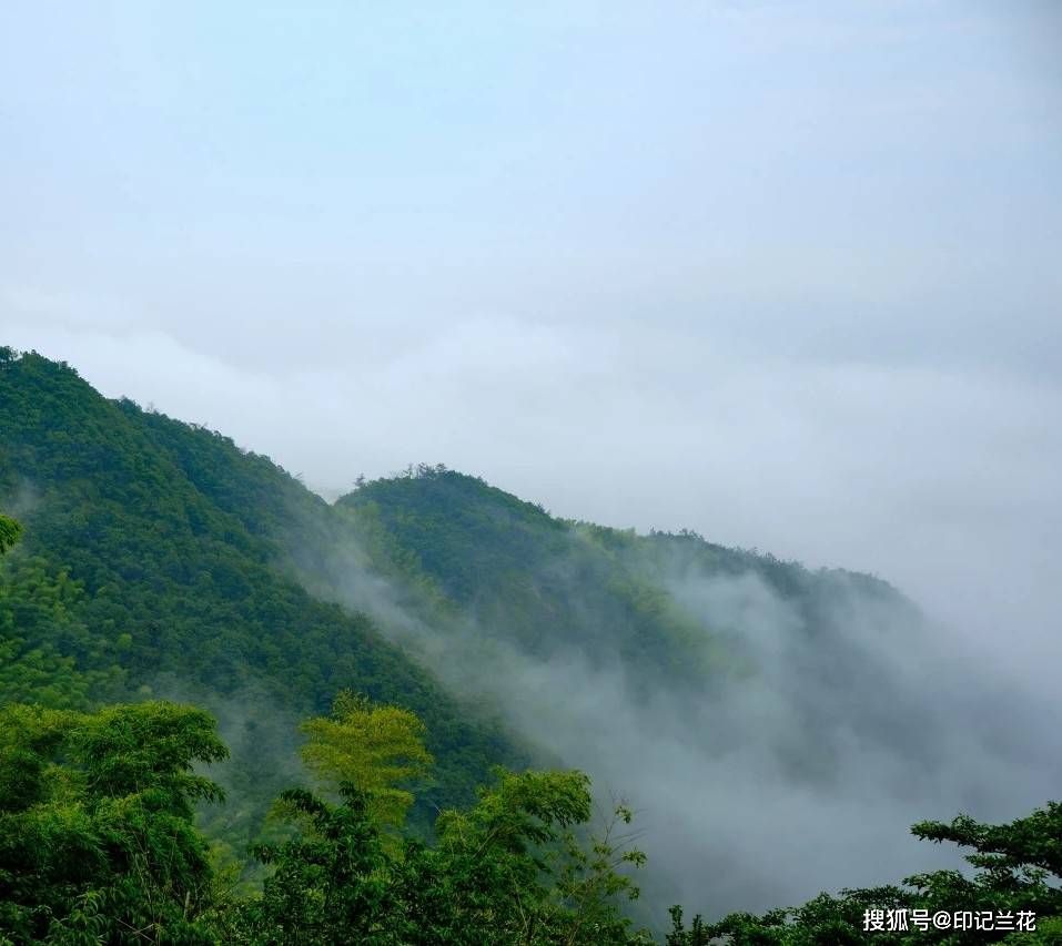 福鼎白茶磻溪与太姥山的区别及风格特点，哪个更好？