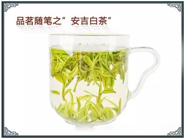 春茶是白茶吗