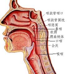 老白茶对嗓子好么，治喉咙疼、咽喉炎有好处吗？