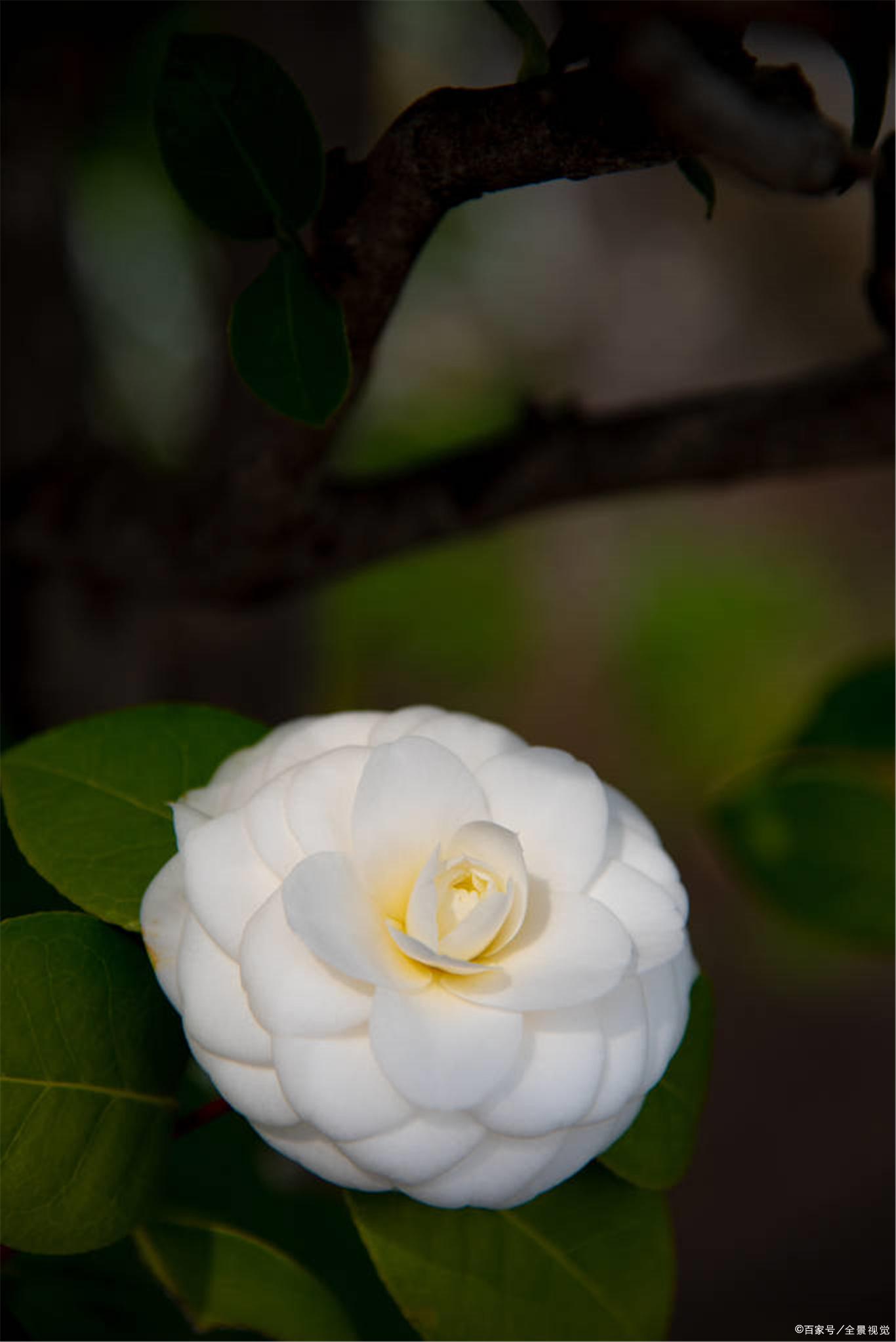 白茶花用来送给什么的花好看，并象征着什么