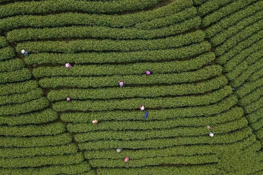 中国白茶之乡安吉的位置和价格