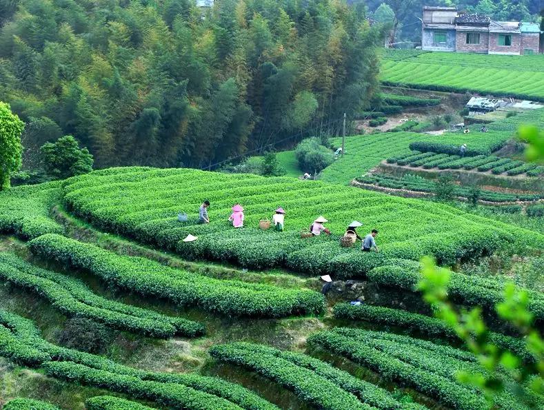 五峰县哪里有种植福鼎白茶树的地方及价格