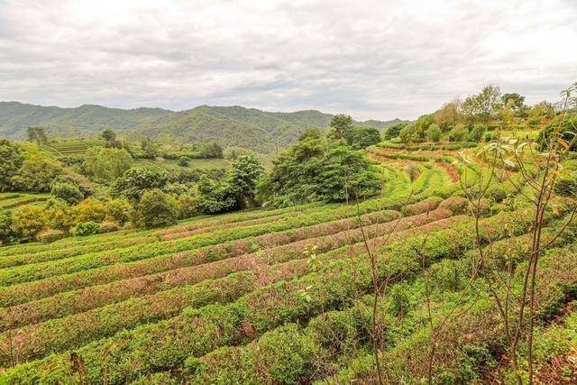 五峰茶叶基地：地址、电话、茶文化