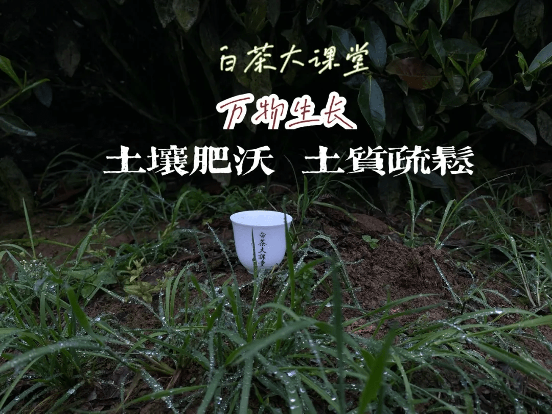 为什么白茶有贵的有便宜的呢？