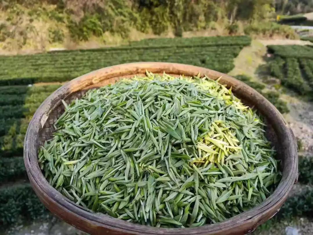 白茶的萎凋方式有几种