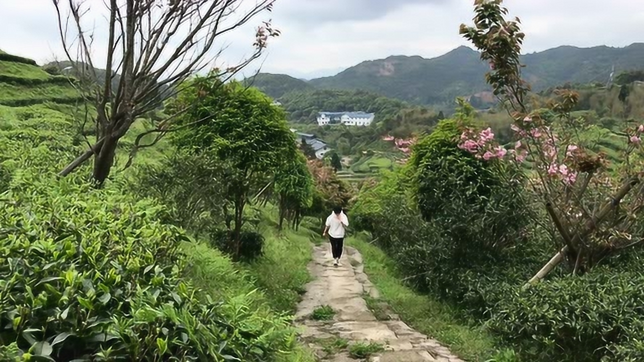 福鼎白茶洋村2017价格及太姥山基地