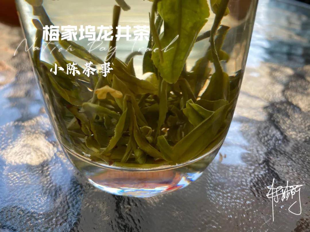 洋村白茶官网及价格表