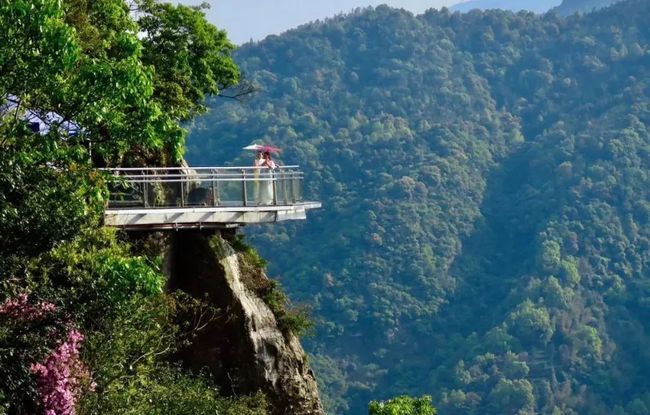 洋村白茶太姥山基地的品质及福鼎村白茶的评价