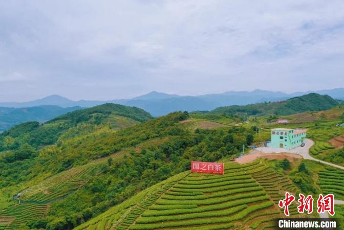 福鼎白茶柳村介绍及家筱溪