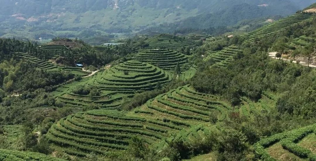 福鼎白茶柳村介绍及家筱溪