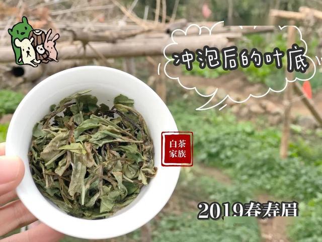 白茶保存为什么要通风再喝