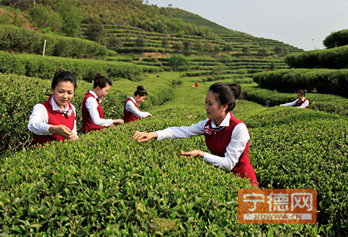 一亩茶园福鼎白茶品质好吗