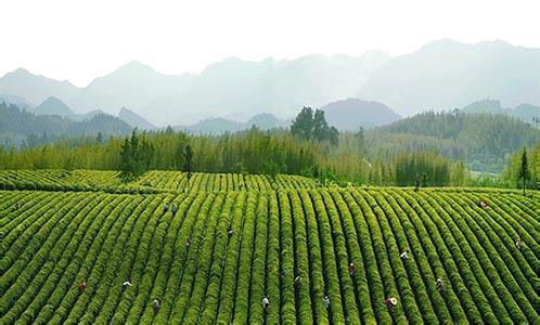 青州茶叶电话及茶场