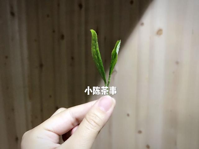 白茶一年的收入是多少