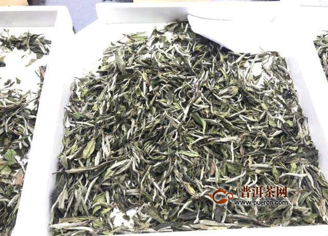 福鼎白茶属于什么级别的茶叶及其最高品质与价格？