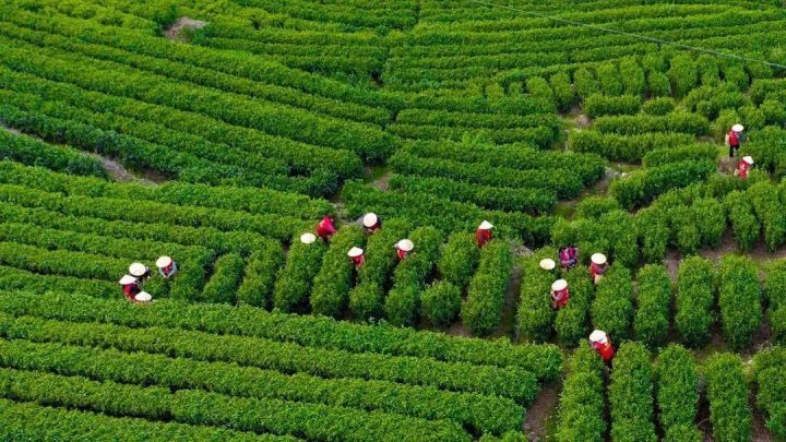 峰山茶属于什么茶