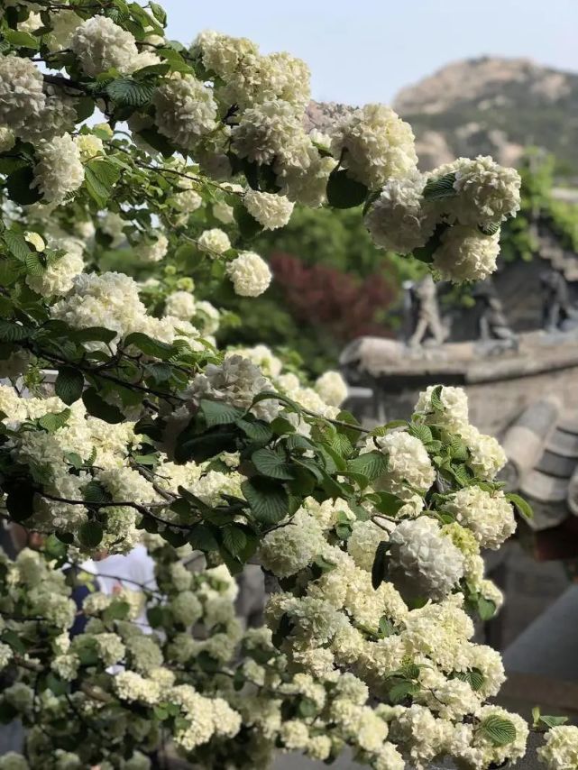 青岛百年古树开花有哪些