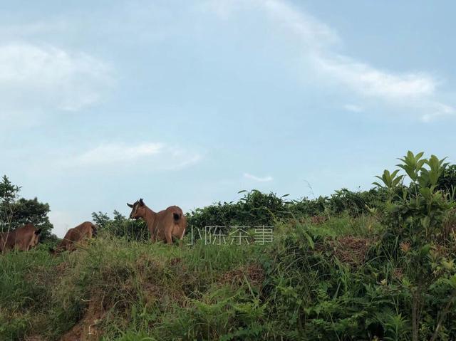 白茶黑茶功能区别及白茶黑茶普洱茶哪个更好