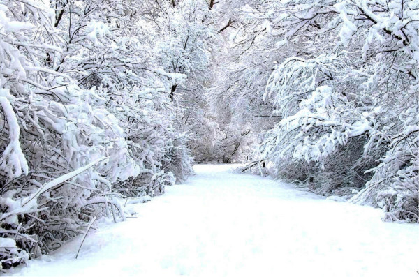 大雪天能喝白茶吗的说说