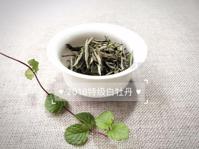 茉莉花白茶的功效与作用，禁忌及正确泡法