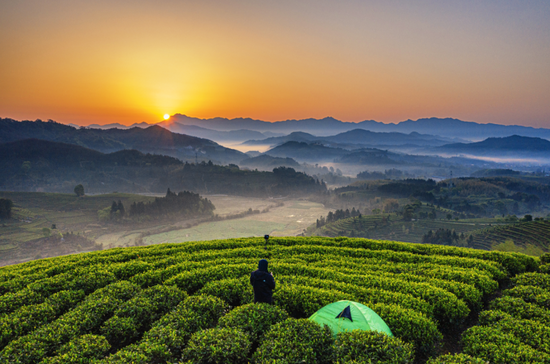 政和县有多少亩白茶山