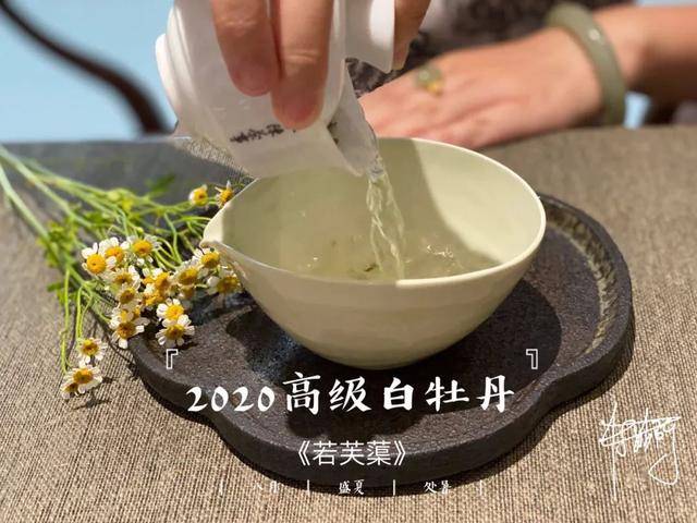 白茶没有香味正常吗？为什么没有香味？