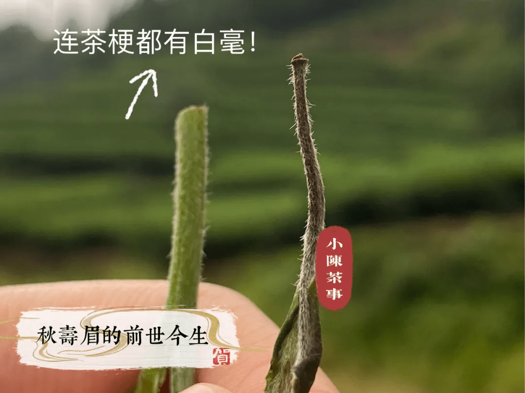 白茶没有香味正常吗？为什么没有香味？