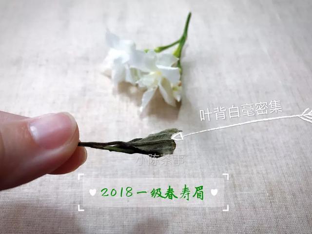 白茶春寿眉水怎么做