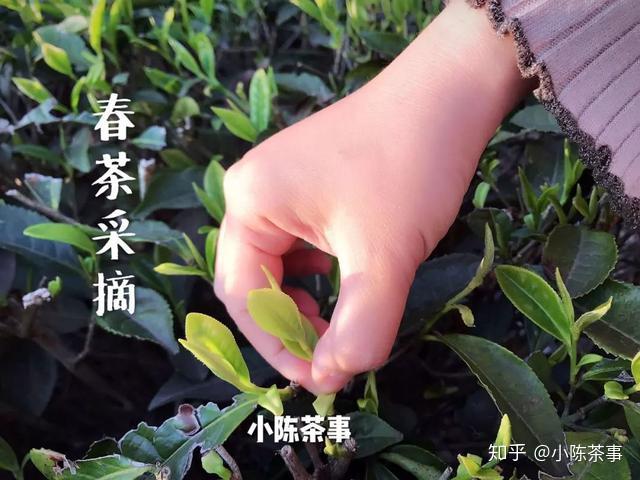 福鼎白茶在北京卖的贵吗知乎推荐