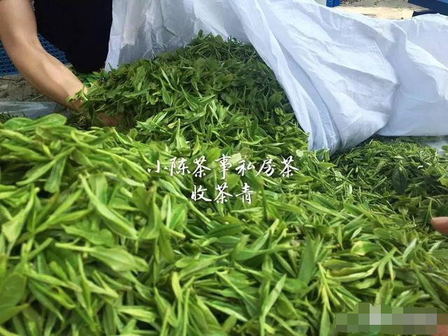 白茶茶青是被茶厂收购吗