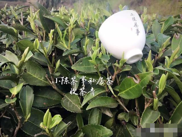 白茶茶青是被茶厂收购吗