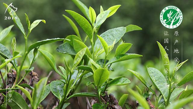 安吉白茶今年行情走势