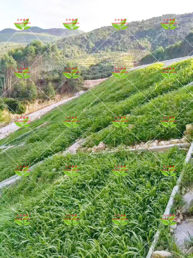 荥阳哪里有卖白茶油的地方